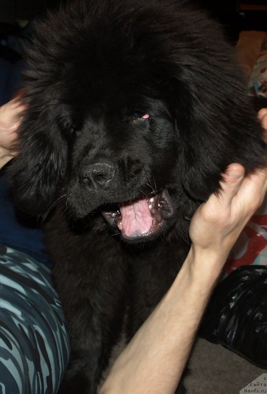 Фото: ньюфаундленд Забава Путятишна