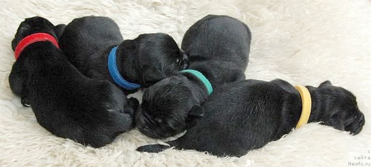 Фото: ньюфаундленд Дар Свезы Юнесса Корона Аустралис (Dar Svezy Unessa Korona Australis)