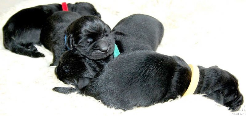 Фото: ньюфаундленд Дар Свезы Юнесса Корона Аустралис (Dar Svezy Unessa Korona Australis)