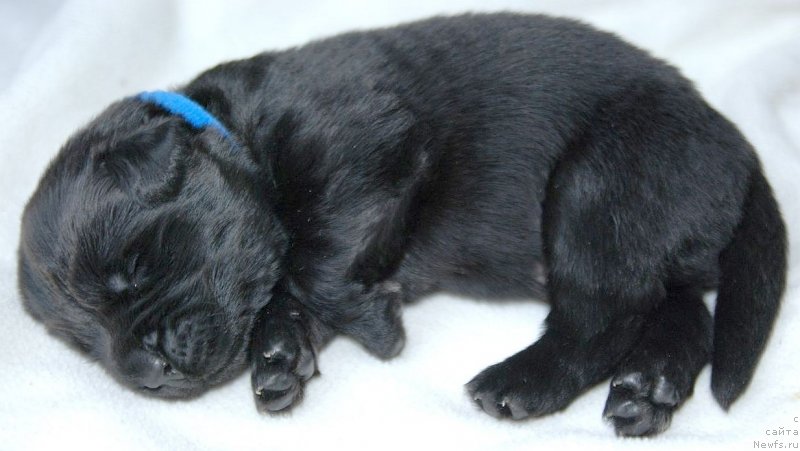 Фото: ньюфаундленд Дар Свезы Юнесса Корона Аустралис (Dar Svezy Unessa Korona Australis)