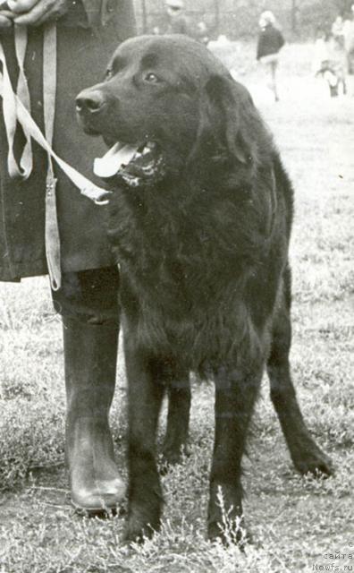 Фото: ньюфаундленд Джой