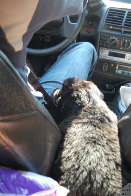 Фото: ньюфаундленд Супер Премиум Вашингтон