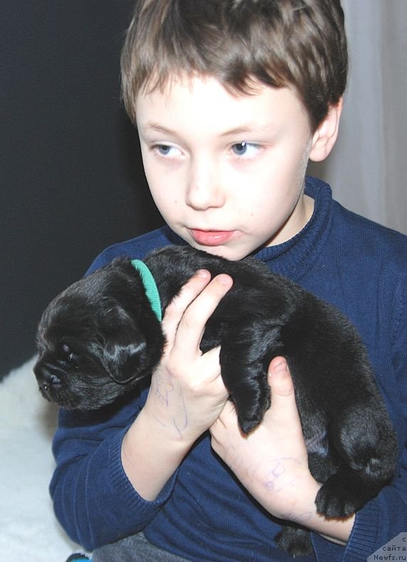 Фото: ньюфаундленд Дар Свезы Юнесса Корона Аустралис (Dar Svezy Unessa Korona Australis)