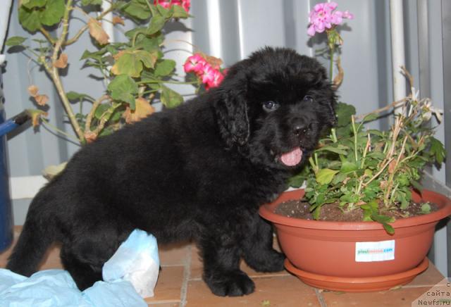 Фотография № 14872