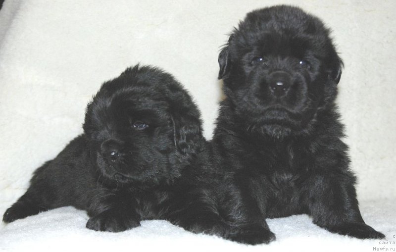 Фото: ньюфаундленд Дар Свезы Юнесса Корона Аустралис (Dar Svezy Unessa Korona Australis)