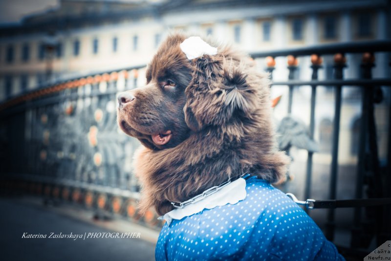 Фотография № 148729