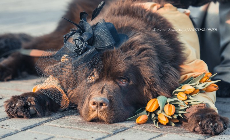 Фото: ньюфаундленд Фанньюф Желанная Мадмуазель Шанте Блюз