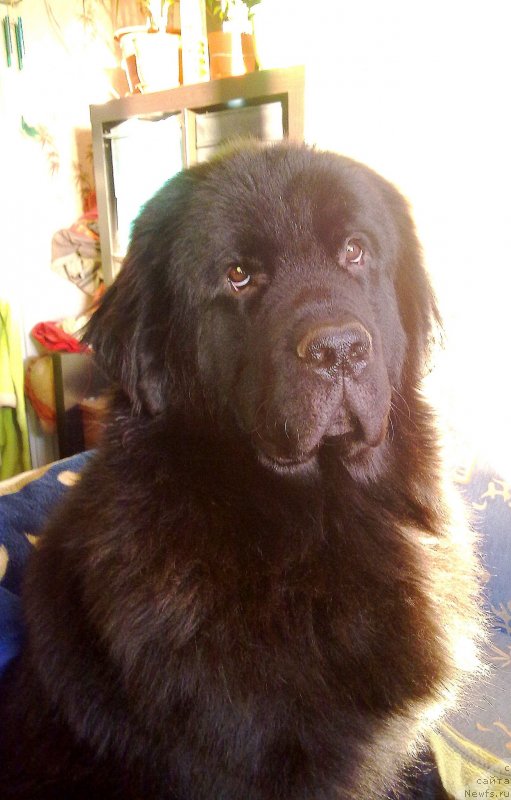 Фото: ньюфаундленд Черный Чанк с Берега Дона (Chernyj Chank s Berega Dona)