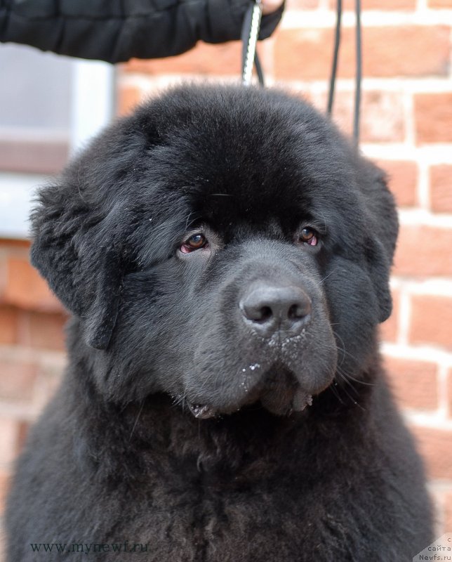 Фото: ньюфаундленд Сент Джонс Заферано (Sent Djons Zaferano)