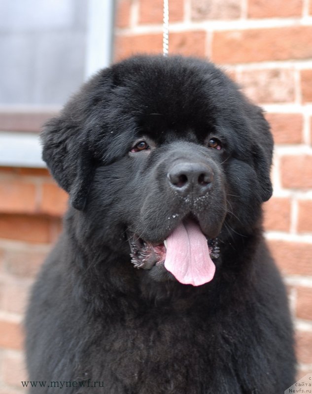 Фото: ньюфаундленд Сент Джонс Заферано (Sent Djons Zaferano)