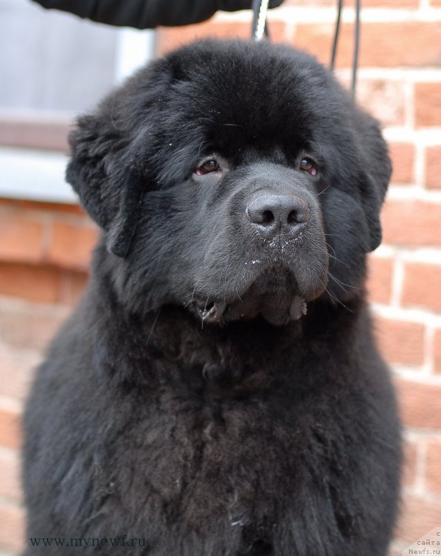 Фотография № 148739