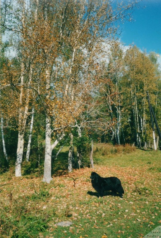 Фото: ньюфаундленд Шэлли Корхи Ля Крис