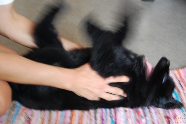 Фото: ньюфаундленд Супер Премиум Вашингтон