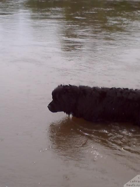 Фото: ньюфаундленд Топ Ган