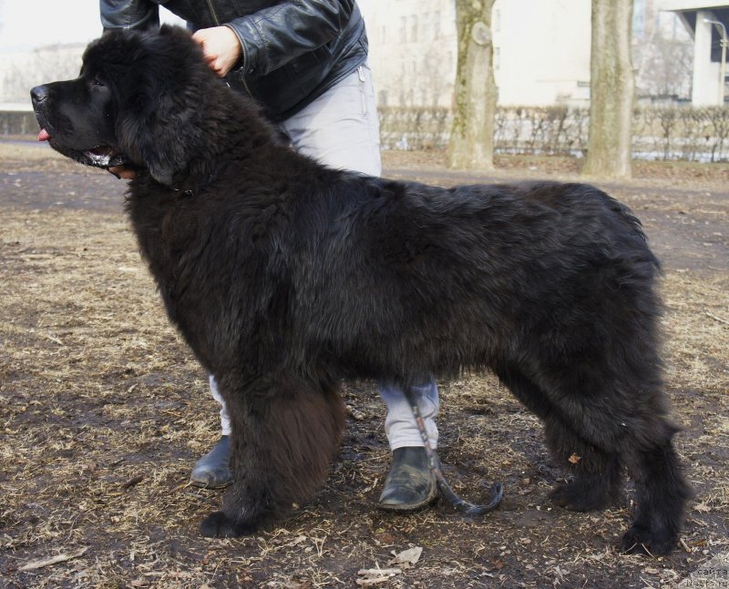 Фотография № 148765