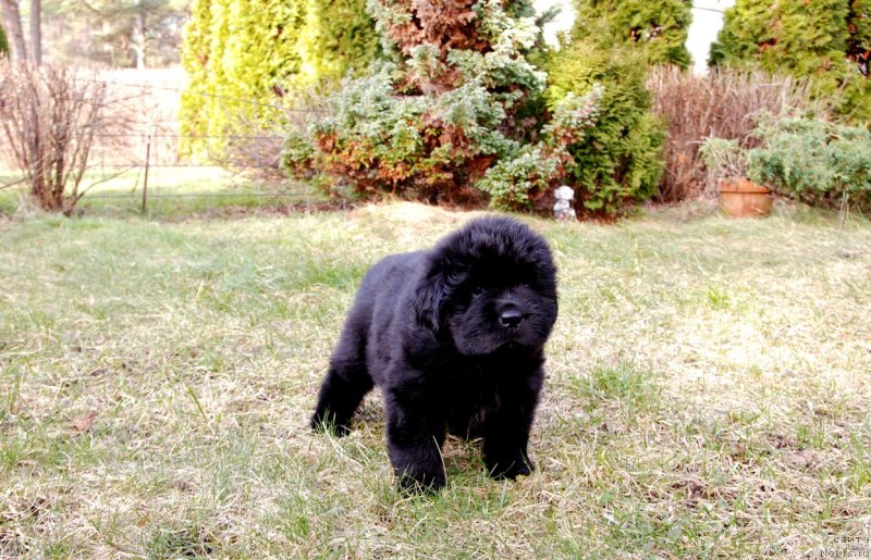 Фото: ньюфаундленд Дар Свезы Юнесса Корона Аустралис (Dar Svezy Unessa Korona Australis)