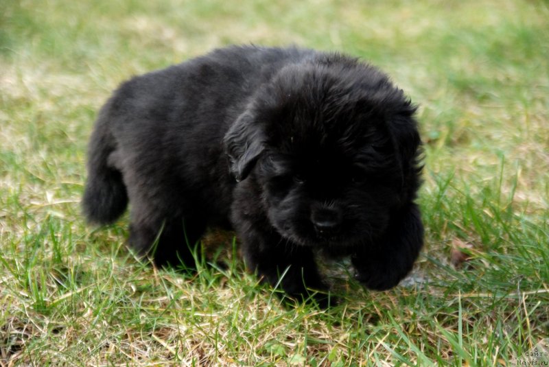 Фото: ньюфаундленд Дар Свезы Юнесса Корона Аустралис (Dar Svezy Unessa Korona Australis)