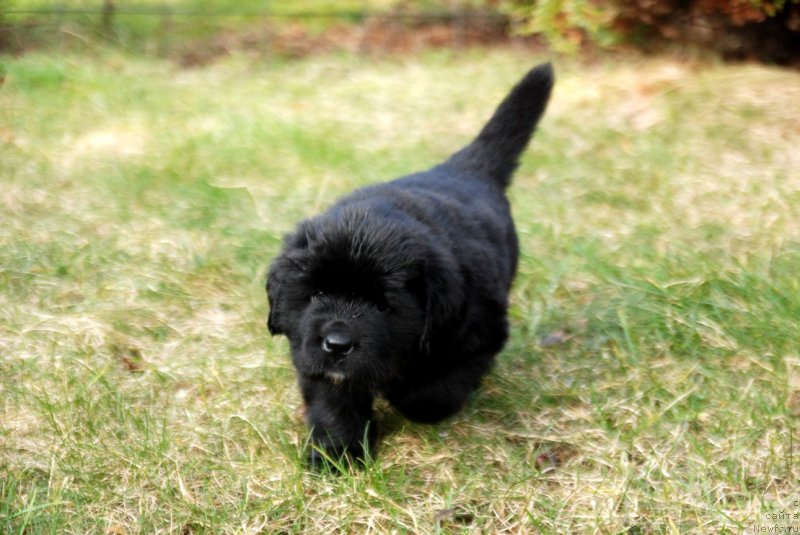 Фото: ньюфаундленд Дар Свезы Юнесса Корона Аустралис (Dar Svezy Unessa Korona Australis)