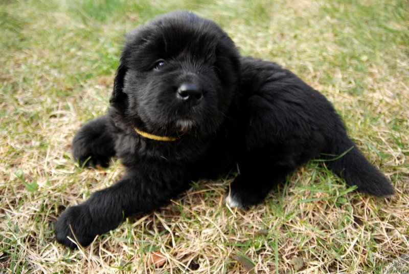 Фото: ньюфаундленд Дар Свезы Юнесса Корона Аустралис (Dar Svezy Unessa Korona Australis)