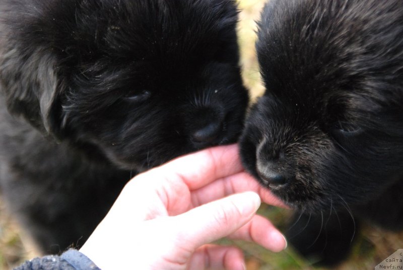 Фото: ньюфаундленд Дар Свезы Юнесса Корона Аустралис (Dar Svezy Unessa Korona Australis)