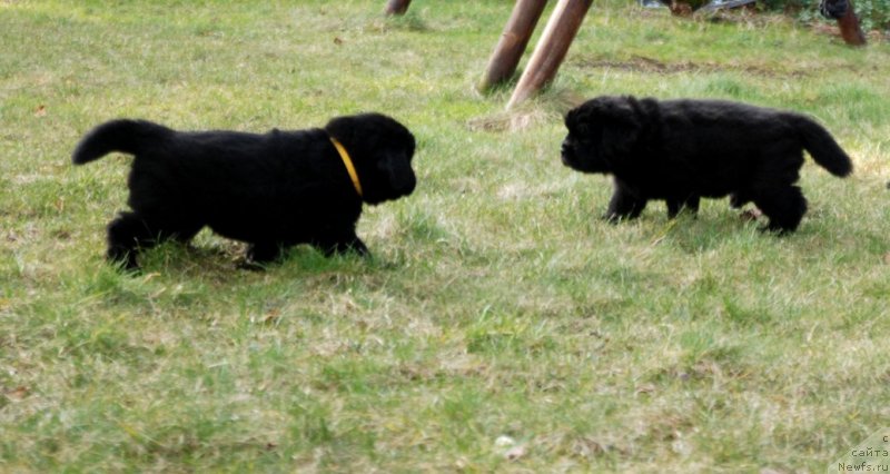 Фото: ньюфаундленд Дар Свезы Юнесса Корона Аустралис (Dar Svezy Unessa Korona Australis)