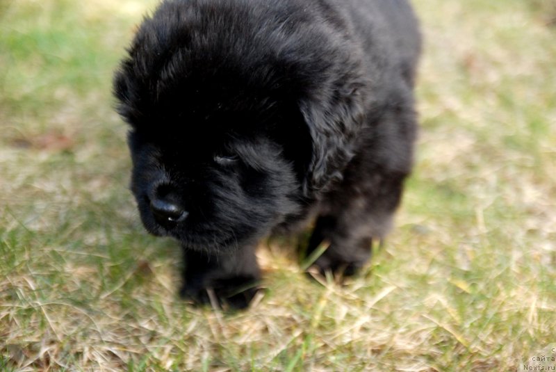 Фото: ньюфаундленд Дар Свезы Юнесса Корона Аустралис (Dar Svezy Unessa Korona Australis)