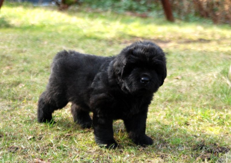 Фото: ньюфаундленд Дар Свезы Юнесса Корона Аустралис (Dar Svezy Unessa Korona Australis)