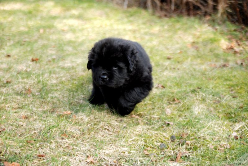 Фото: ньюфаундленд Дар Свезы Юнесса Корона Аустралис (Dar Svezy Unessa Korona Australis)