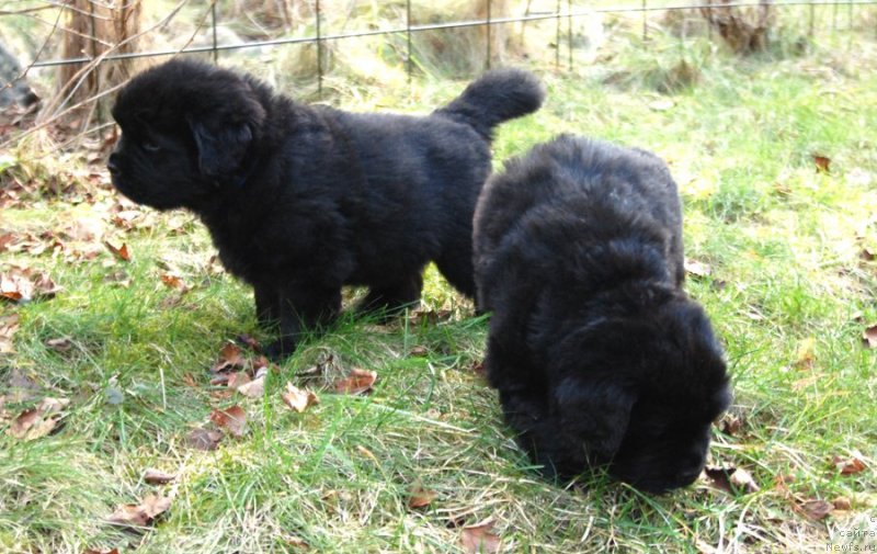 Фото: ньюфаундленд Дар Свезы Юнесса Корона Аустралис (Dar Svezy Unessa Korona Australis)