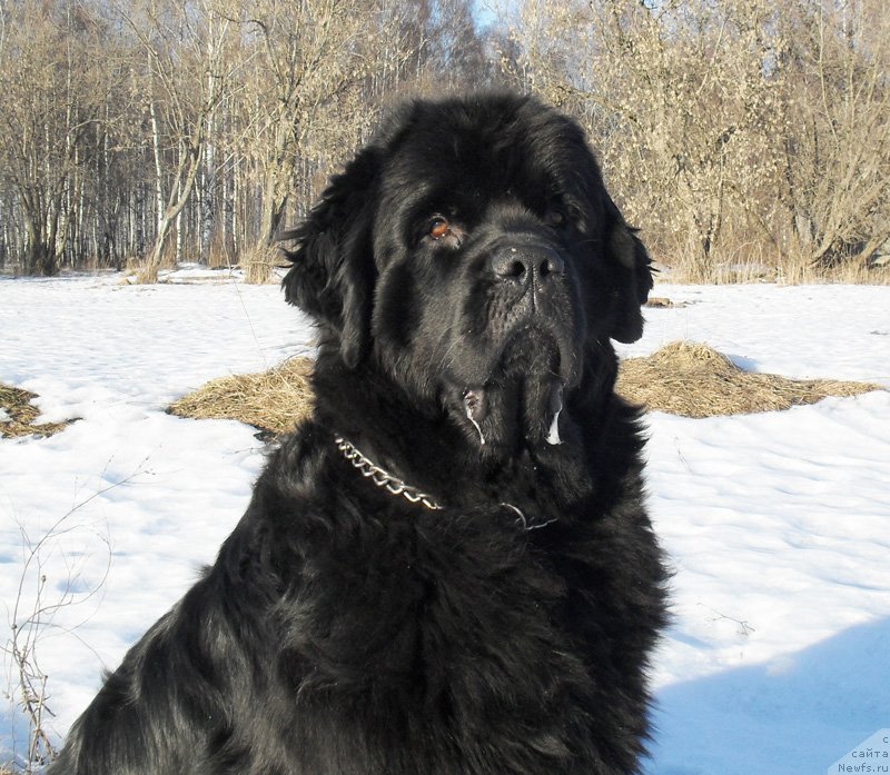 Фотография № 148788