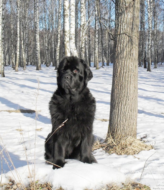 Фото: ньюфаундленд Бегущая по Волнам Царица Савская