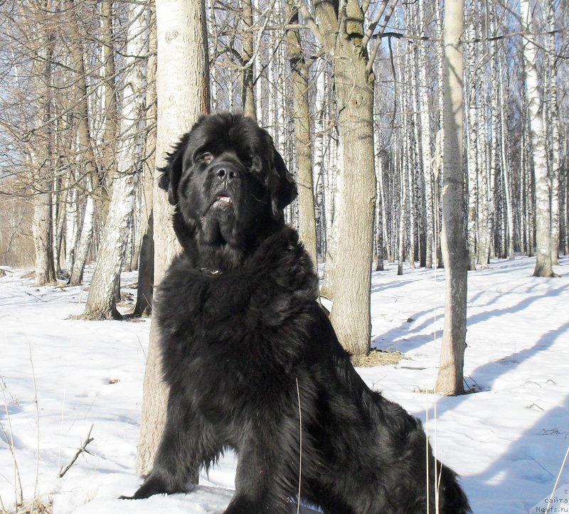 Фотография № 148793