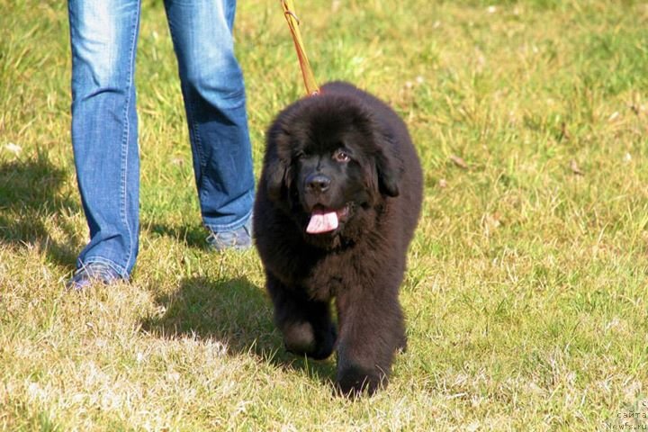 Фото: Бегущая по волнам Ричин Старс