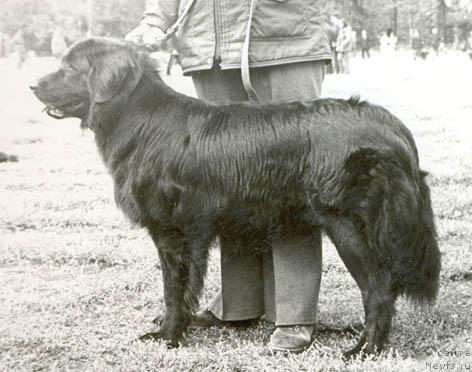 Фото: ньюфаундленд Долли