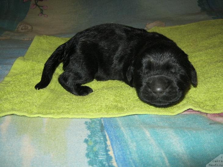 Фото: ньюфаундленд Sakala Beatrice