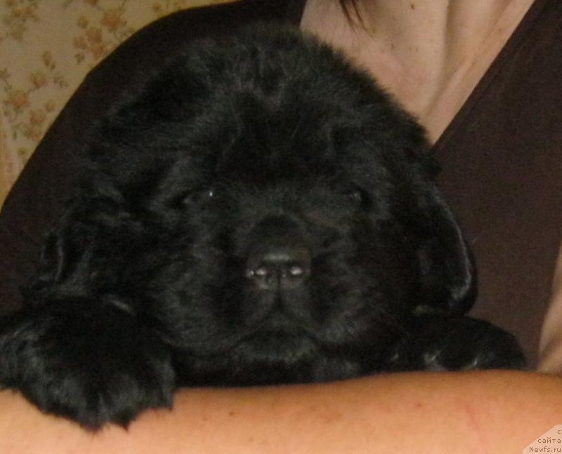 Фото: ньюфаундленд Sakala Beatrice