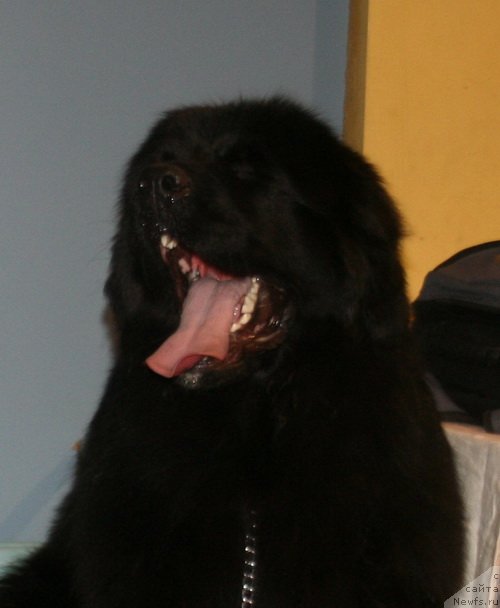 Фотография № 148828