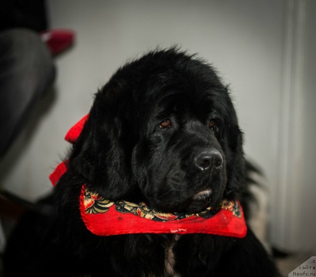 Фото: ньюфаундленд Супер Премиум Жрица Звезд (Super Premium Zhritsa Zvezd)