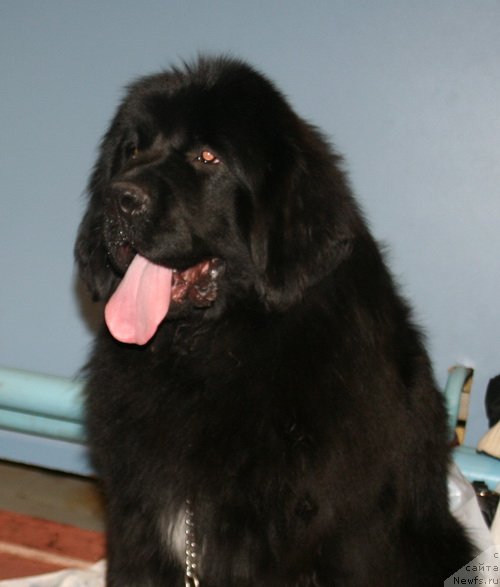 Фотография № 148830