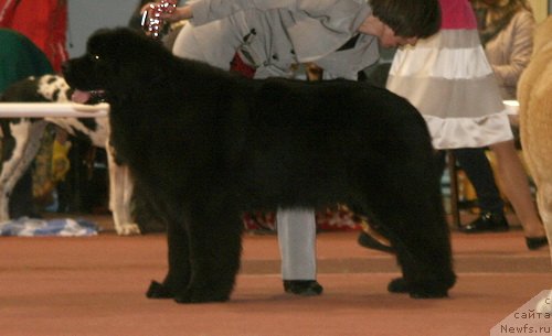 Фото: ньюфаундленд Акватория Келвин Щедривочка (Aquatoriya Kelvin Schedrivochka)