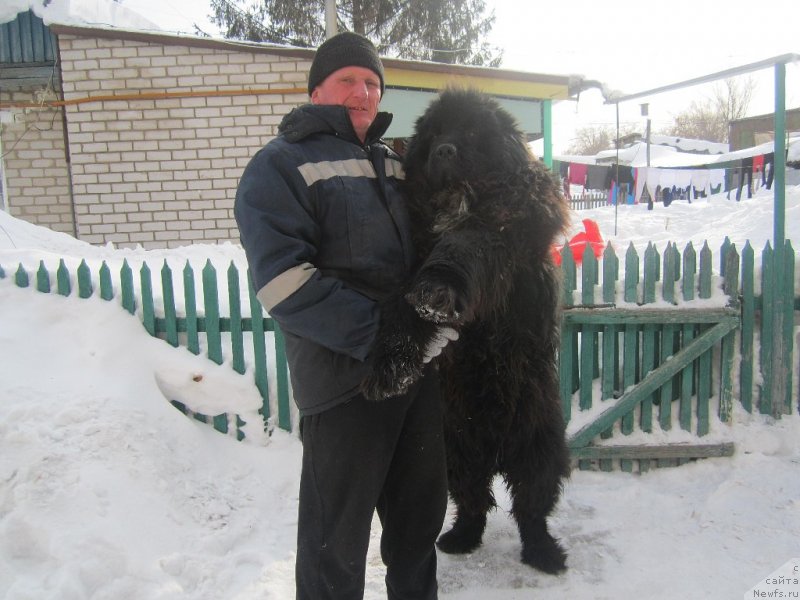 Фото: ньюфаундленд Альтаир Дак Стар