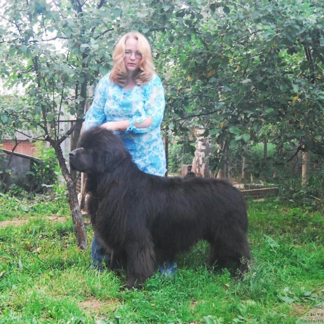 Фото: ньюфаундленд Сент Джонс Икар, Юлия Ястребова