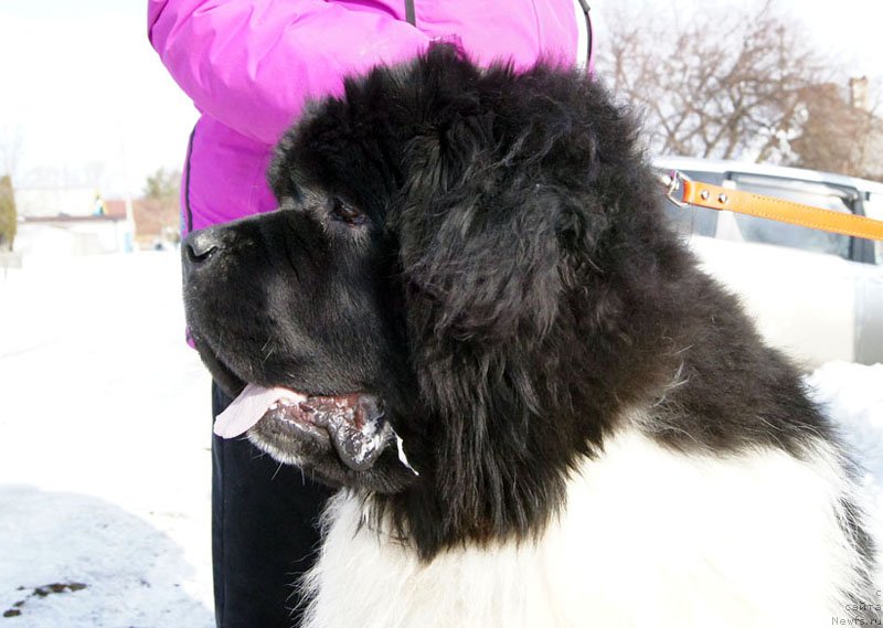 Фотография № 148846