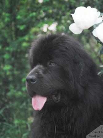 Фото: ньюфаундленд Сент Джонс Икар