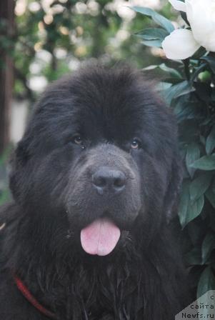 Фото: ньюфаундленд Сент Джонс Икар