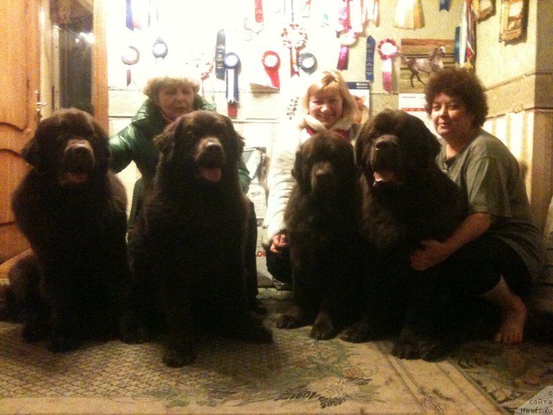 Фото: Екатерина Станкевич, Наталья Смазчикова, Елена Шмелева, ньюфаундленд Великий Медведь Камелия, ньюфаундленд Чарли Де Бест Хелфи Пэл (Charli The Best Helfi Pel), ньюфаундленд Чара Хани Лес (Chara Hani Les), ньюфаундленд Чармер Денкам Бронз (Charmer Denkam Bronze)