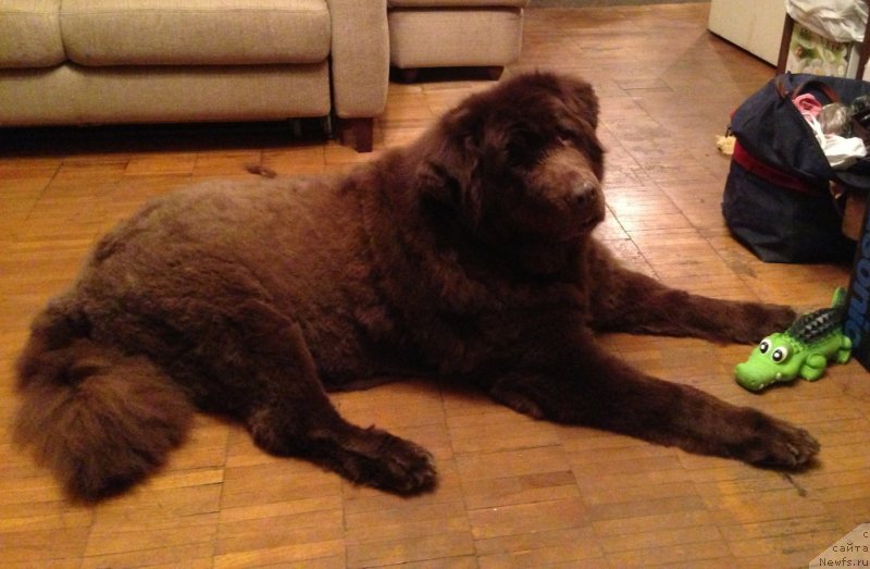 Фото: ньюфаундленд Петер-Беар Бизерта Соул