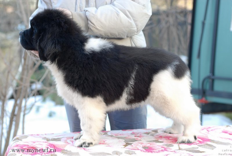 Фото: ньюфаундленд Сент Джонс Имаджинэйшн