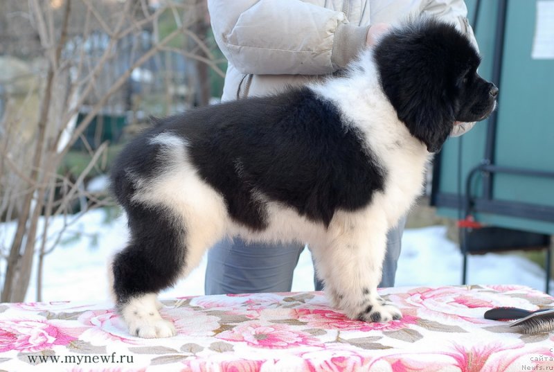 Фото: ньюфаундленд Сент Джонс Имаджинэйшн