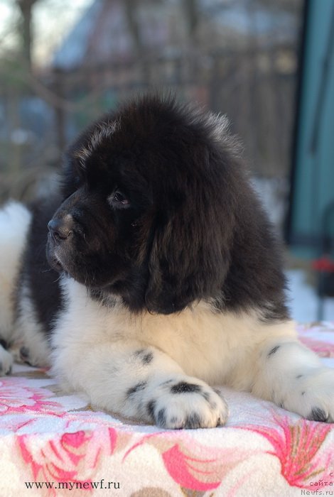 Фото: ньюфаундленд Сент Джонс Имаджинэйшн